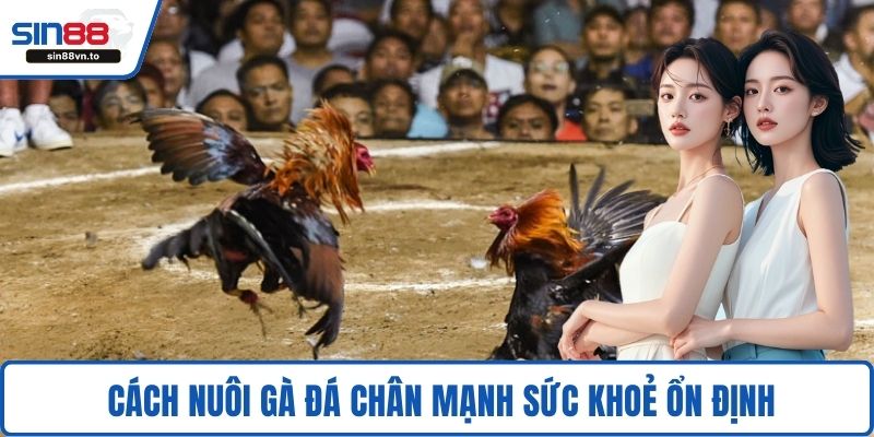  Cách nuôi gà đá chân mạnh sức khoẻ ổn định