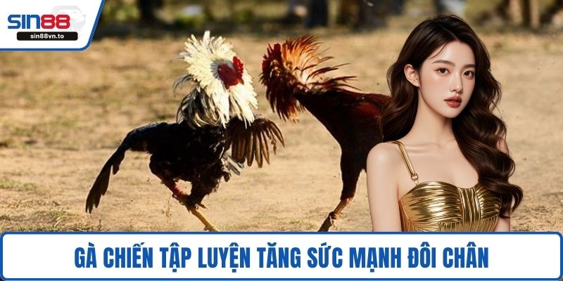 Gà chiến tập luyện tăng sức mạnh đôi chân