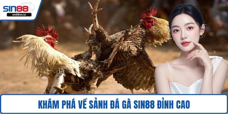 Khám phá về sảnh đá gà SIN88 đỉnh cao