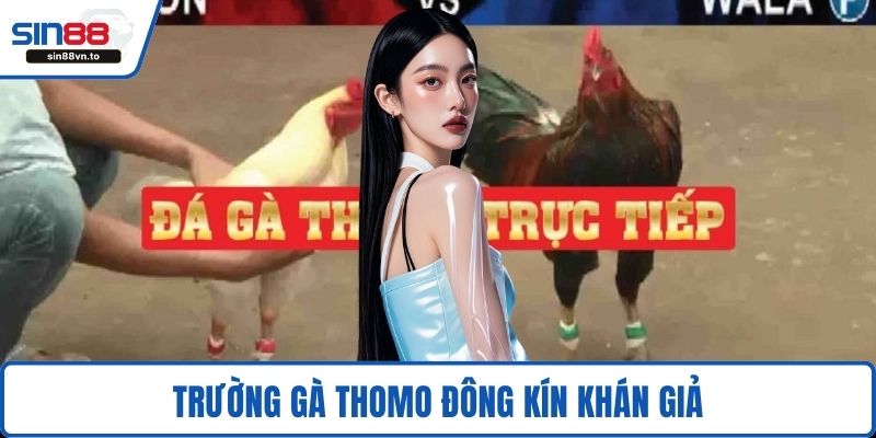 Trường gà Thomo đông kín khán giả